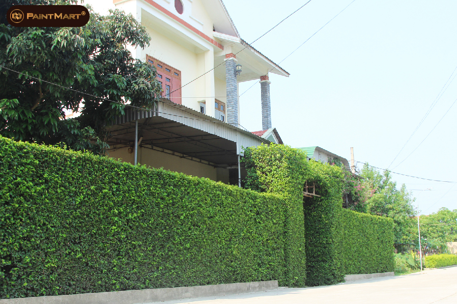 Một chiếc cổng bằng cây xanh